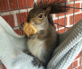 Baby Squirrel