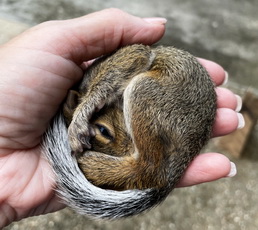 Baby Squirrel