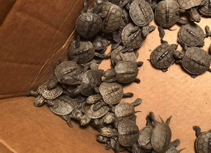 Baby turtles rescued from storm drains