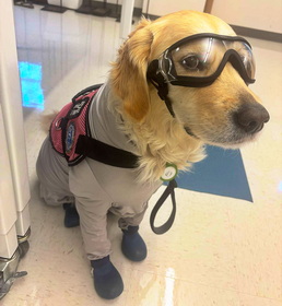 Canela wears protective equipment