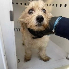 Norm, believed to be a 1-year-old terrier mix