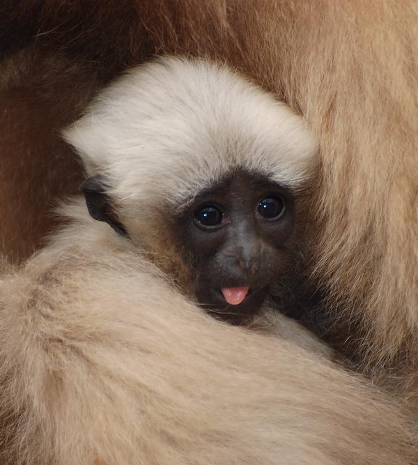 Little Alan - Alan Mootnick - Gibbon Photos